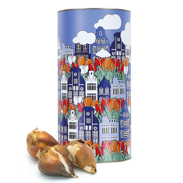Tube flower bulbs large